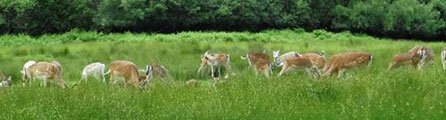Bolderwood Deer Sanctuary