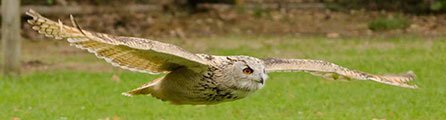 Liberty’s Owl, Raptor & Reptile Centre