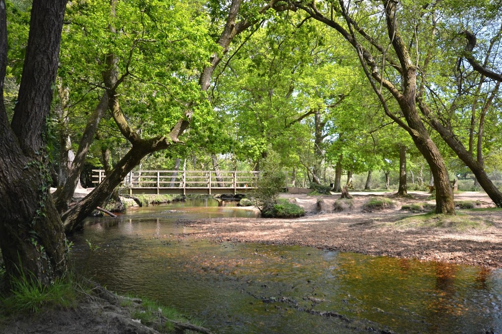 Find time for the Rhinefield Ornamental Drive – New Forest Cottages Blog