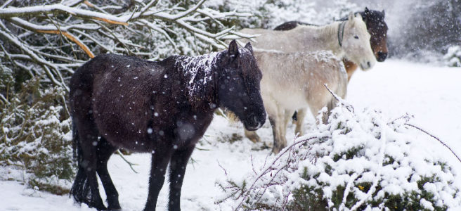 NFDC_winter_ponies
