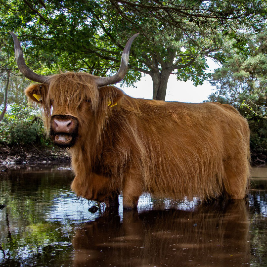 Hampshire-Cow