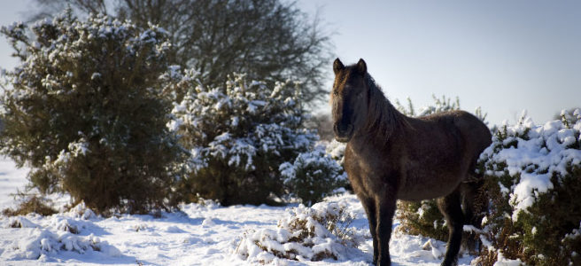 Pony-snow