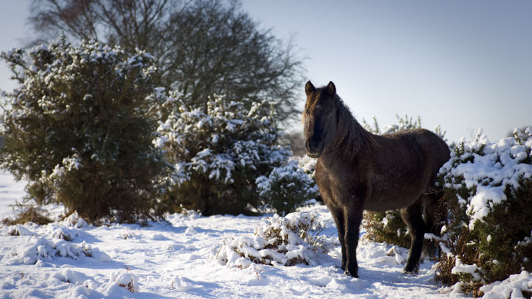 Pony-snow
