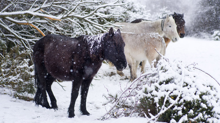 winter_ponies