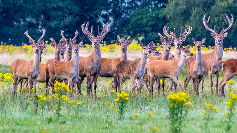 red-deer-stags-new-forest