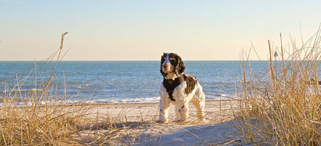 dog-friendly-beaches-new-forest