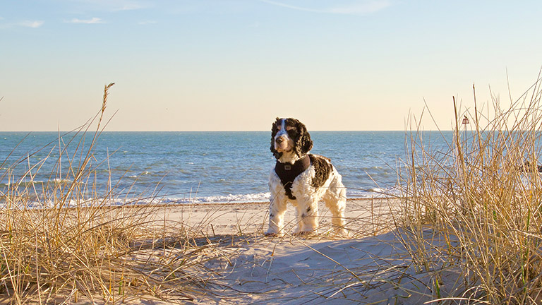 dog-friendly-beaches-new-forest