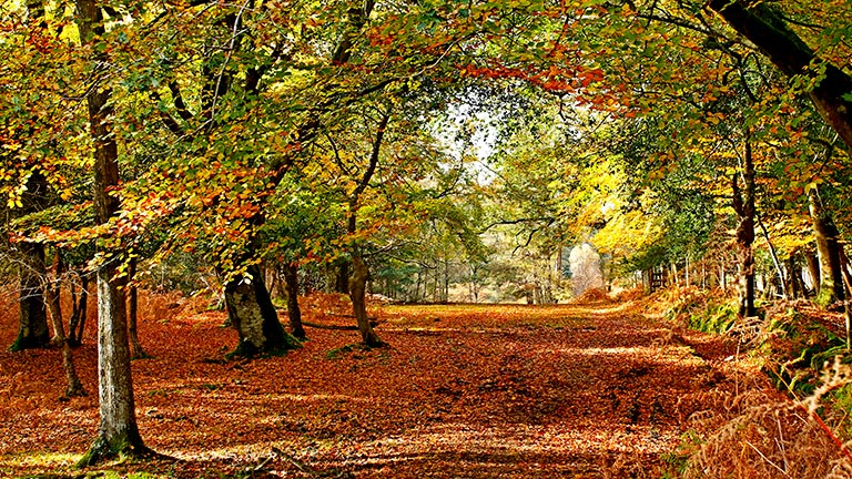The Best New Forest Autumn Walks – New Forest Cottages Blog