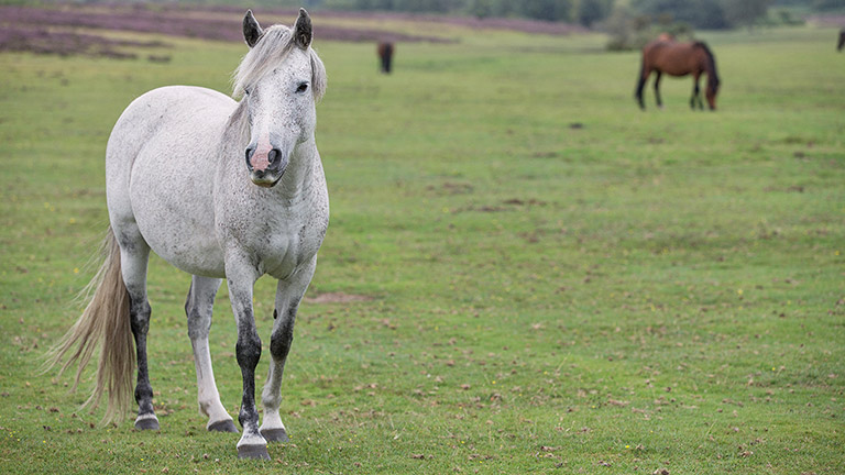 new-forest-ponies-wilverley-plain