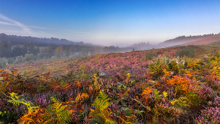autumn-heathland-new-forest