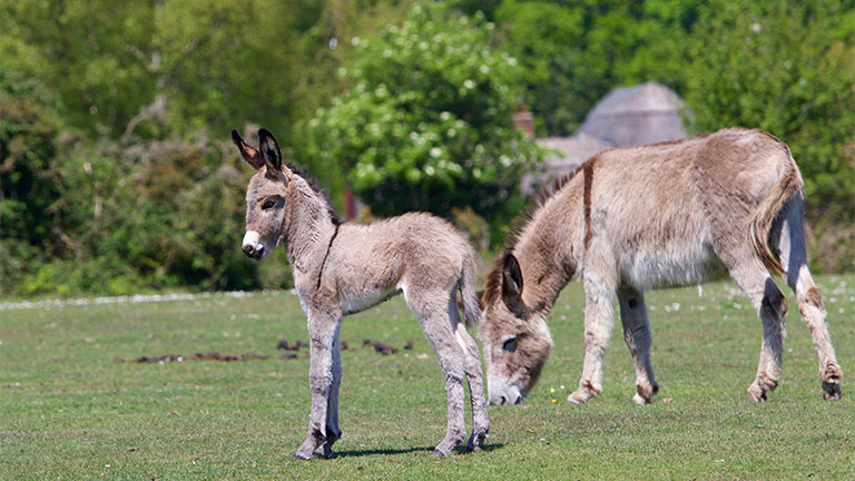 new-forest-donkeys-foals