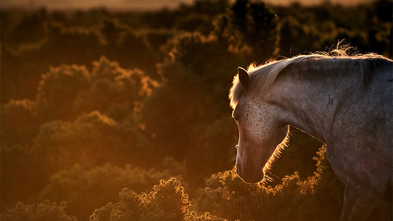 new-forest-pony-sunset