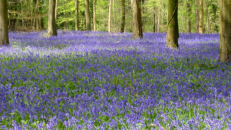 bluebells-new-forest