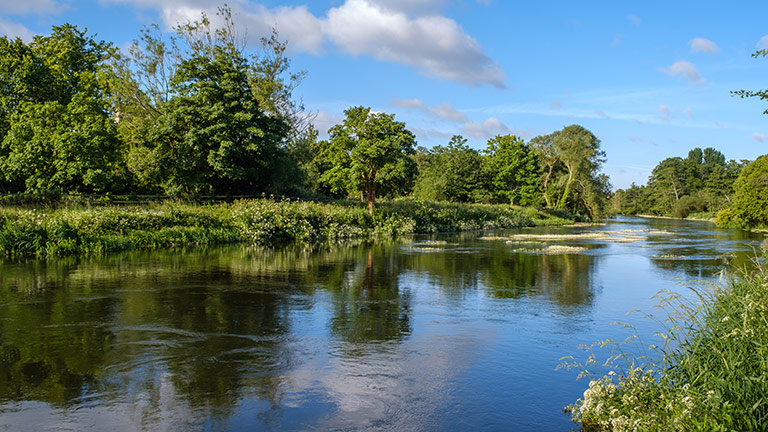 Rivers, Streams and Ponds for Paddles and Picnics in the New Forest – New  Forest Cottages Blog