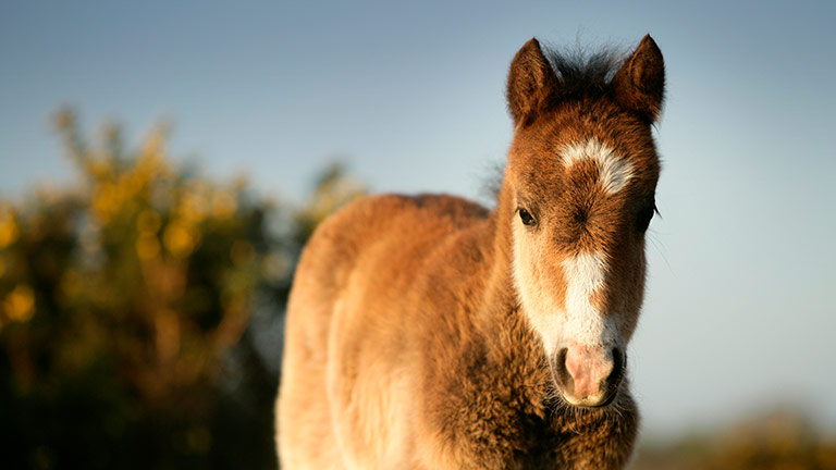 new-forest-foal