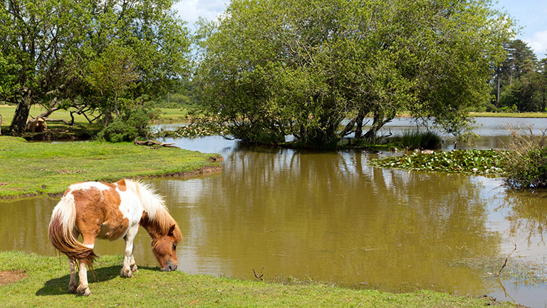New Forest Ponies – New Forest Cottages Blog