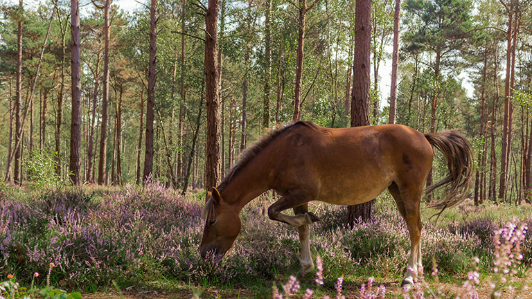 new-forest-pony-heather