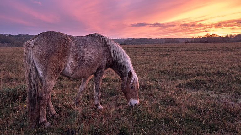 new-forest-pony-sunset