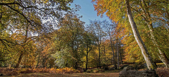 bolderwood-autumn