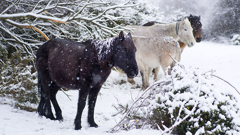 new-forest-ponies-snow