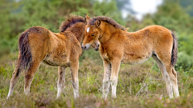 lefoto-foals