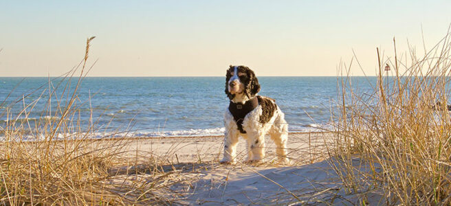 dog-friendly-beach-new-forest