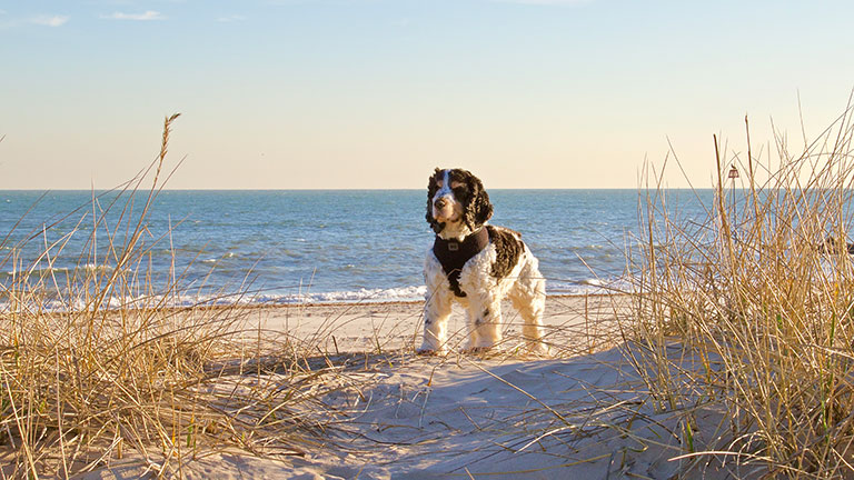 dog-friendly-beach-new-forest