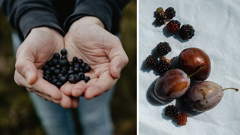 new-forest-foraging-berries